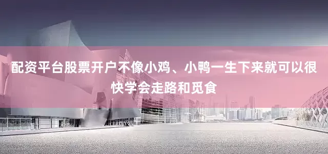 配资平台股票开户不像小鸡、小鸭一生下来就可以很快学会走路和觅食